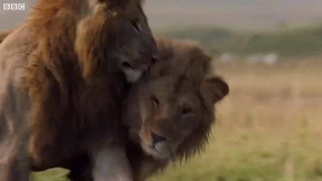 Sırtlanların arasında tek başına kalan aslanın mucize kurtuluşu! Son anda öyle şeyler oldu ki...