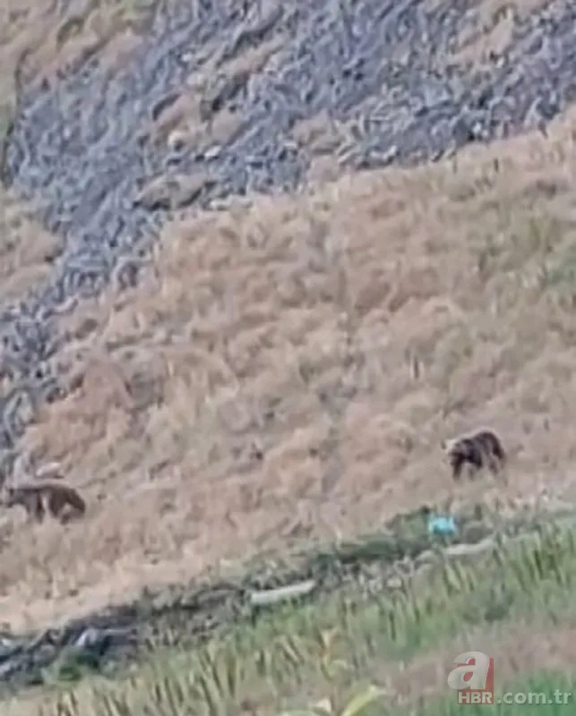 Vahşi doğada ölümcül karşılaşma! Ayı yavrularını… 1