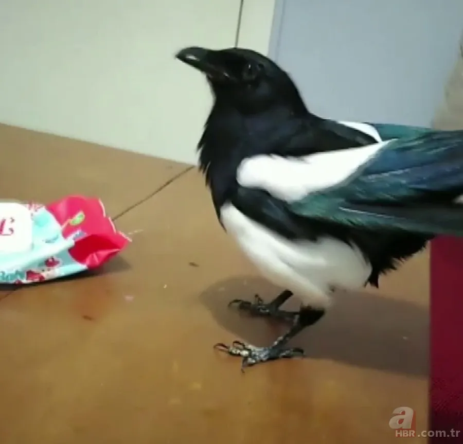 Papağan gibi konuşan karga sosyal medyada gündem oldu | İşte video görüntüler 1
