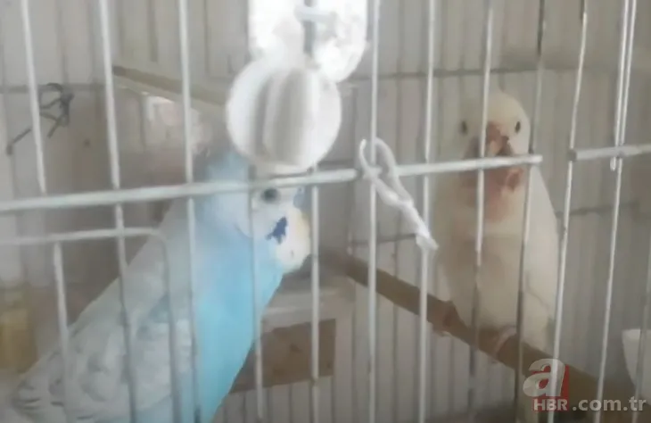 Muhabbet Kusu Yavrusunu Paramparca Etti Cicikus Diyoruz Ama