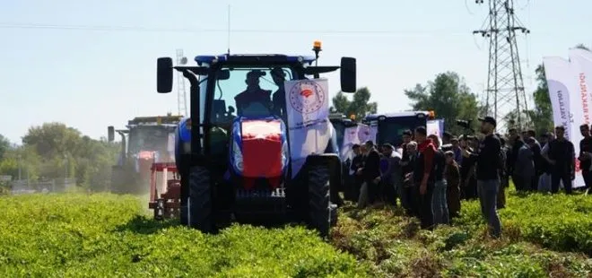 Şırnak’ta yer fıstığı hasadı