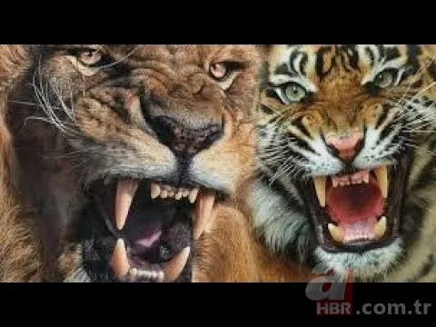 Son dakika: Yeryüzündeki en büyük hayvan bulundu! Böylesi daha önce görülmedi! Tam 98 milyon yıllık! Görenler şokta 12