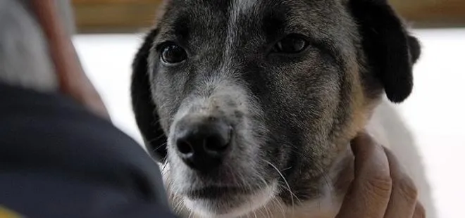 KÖPEĞİNİ DÖVEN KİŞİYE İBRETLİK CEZA