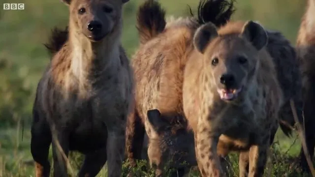 Sırtlanların arasında tek başına kalan aslanın mucize kurtuluşu! Son anda öyle şeyler oldu ki... 