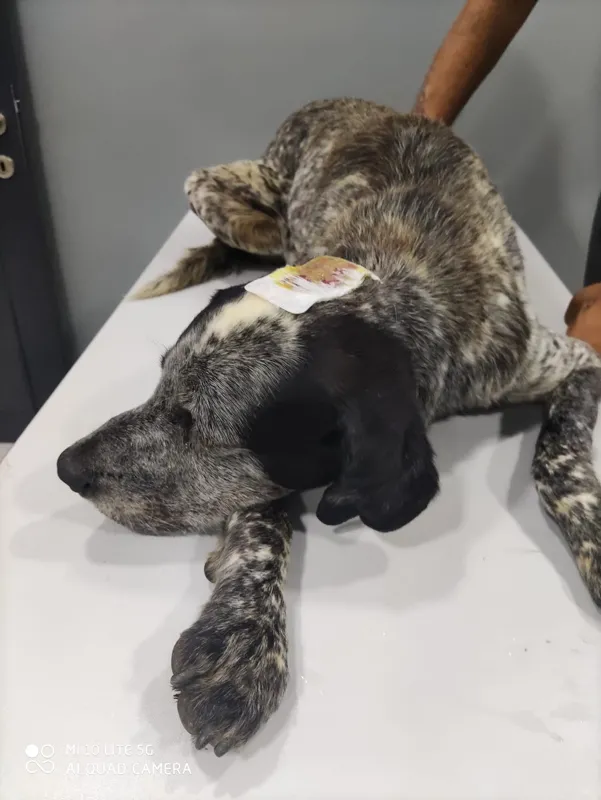 İstanbul'da vicdanları sarsan olay! Köpeğin kafasını sopayla kırdı - 2