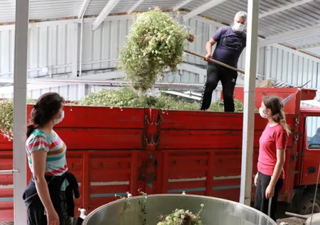 Bu yağın litresi 40 bin lira! Üreten paraya para demiyor! Yok böyle kazanç...