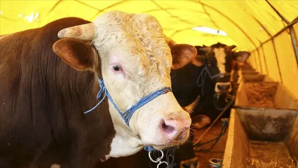 Kurbanlık fiyatları 2021: Kurbanlık fiyatları ne kadar, kaç TL? Küçükbaş ve büyükbaş hayvan fiyatları belli oldu mu? A101, Migros...