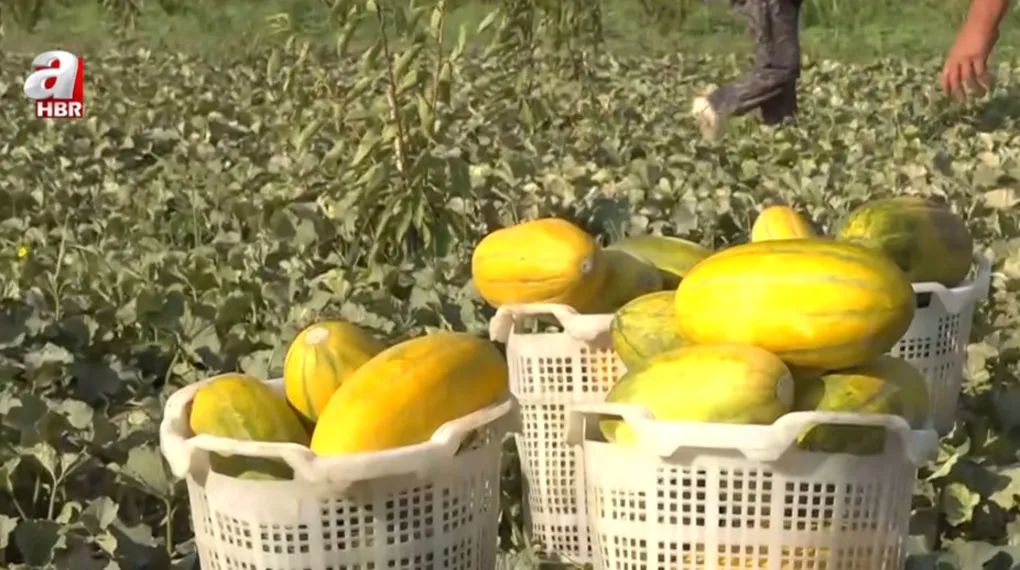 Manisa'da Altınbaş kavununun hasadı başladı
