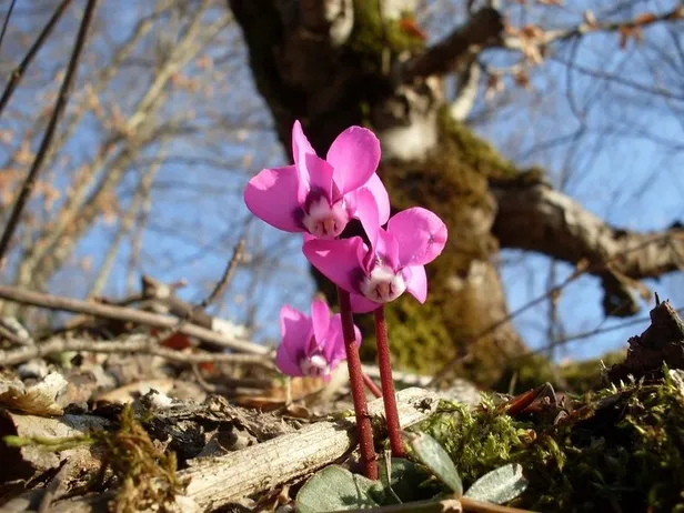 ilk-cemre-ne-zaman-dusecek-2022-cemre-havaya-ne-zaman-duser-yaz-ne-zaman-basliyor-havalar-ne-zaman-isinacak-1644843270971.jpg İlk cemre ne zaman düşecek? 2022 cemre havaya ne zaman düşer? Yaz ne zaman başlıyor? Havalar ne zaman ısınacak? - 2