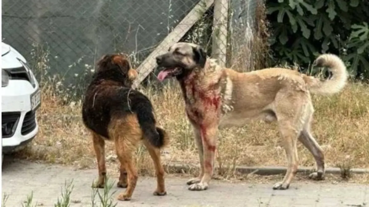 İstanbul'da o bölgelerde sahipsiz köpekleri beslemek yasaklandı: Valilik duyurdu