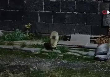 Tilkiyi bisküvi ile besledi o anlar kamerada