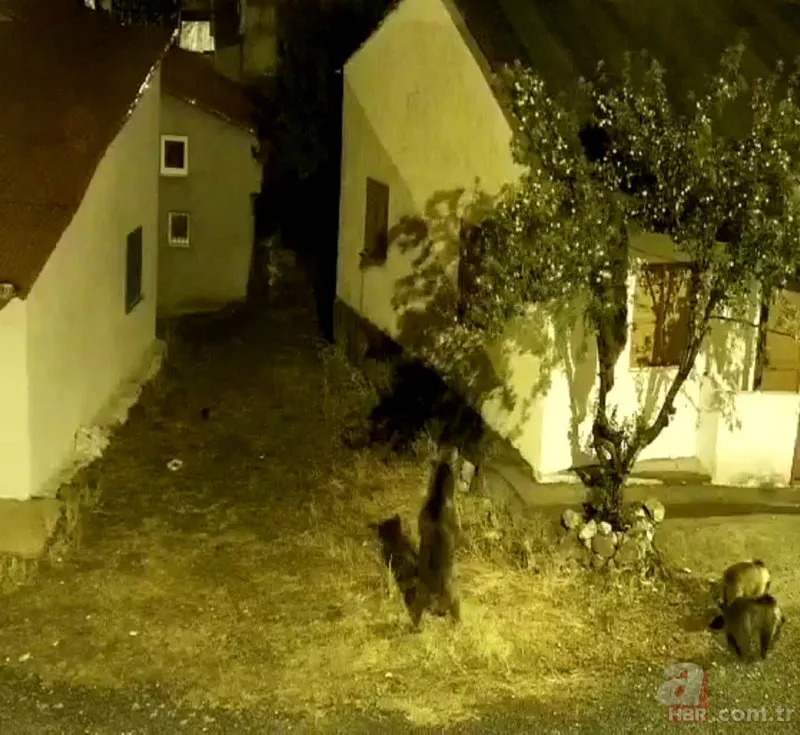 Bahçeden gelen ses harekete geçirdi! İncir ağacında gördükleri hayrete düşürdü 4