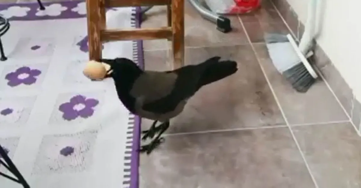 Gerçeği öğrenince şaştı kaldı! Balkondaki yumurta hırsızı böyle yakalandı