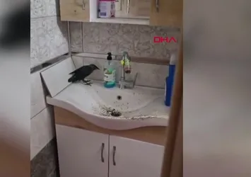 Zonguldak’ın banyoda mahsur kalan karga kurtarıldı