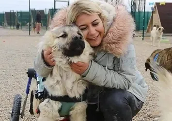'Köpek Velisi' Buket Özgünlü'den büyük vurgun! Hayvanları sakatlayıp para dilendi! Kira ödeyemezken 9 daire 2 depo satın aldı