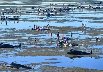 Yeni Zelanda'da 400 balina kıyıya vurdu