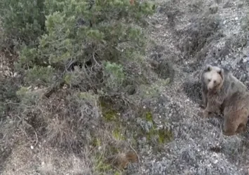 Erzincan'da ayılar ayçiçek tarlalarını talan etti