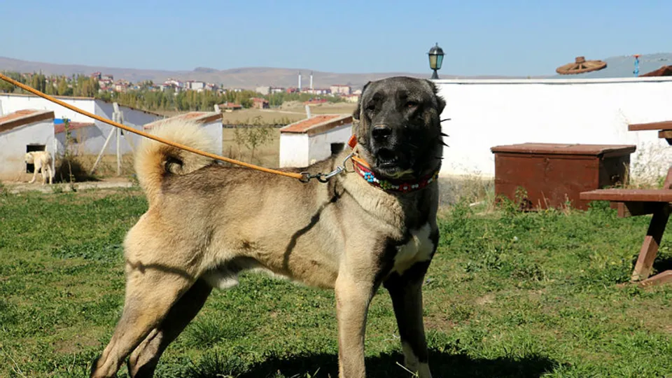 Sivas Kangal'ı dünyanın dilinde! Talep patlaması yaşıyor! Araba parası teklif ediyorlar