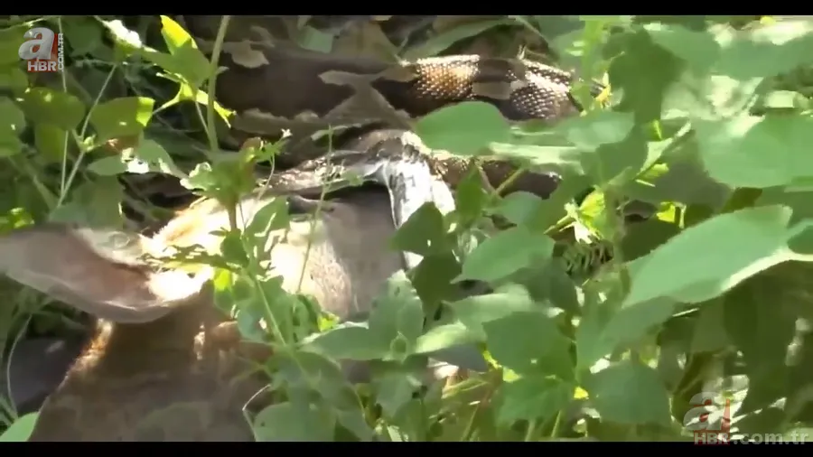 Anakonda yılanı ineği tek lokmada yuttu! O anlar böyle görüntülendi 13