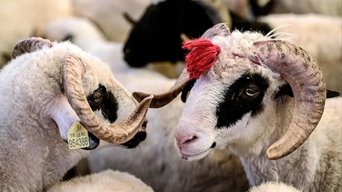 Uzmandan Kurban Bayramı uyarısı: "Etler hemen tüketilmemeli"