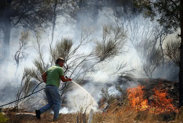 Fidan bağışı nasıl yapılır? TEMA 1 fidan fiyatı kaç TL? Yangın bölgeleri için fidan bağışı nasıl yapılır?
