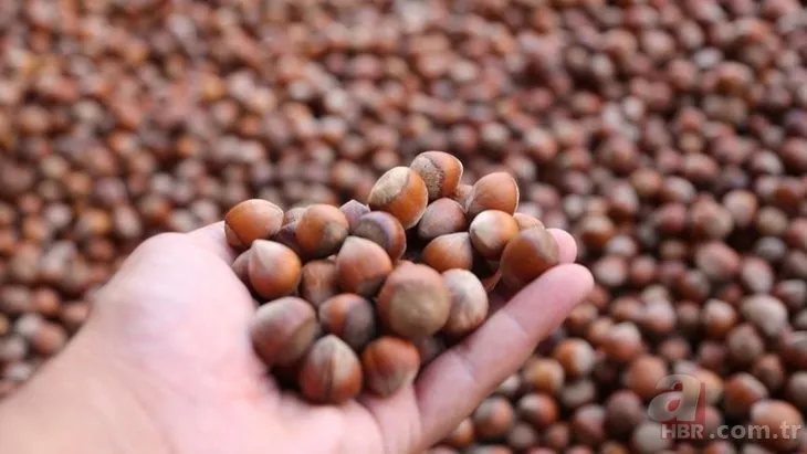 Fındık fiyatları 11 Ekim 2021! Ordu, Giresun, Samsun, Trabzon 2021 fındık alış-satış fiyatı ne kadar, kaç TL? 10