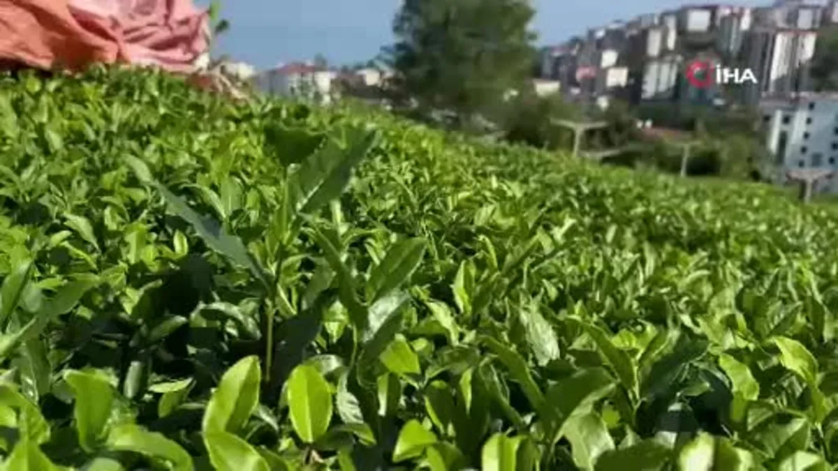 Çayda 4. sürgün geldi