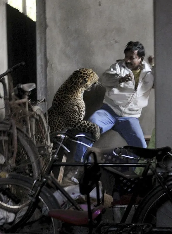 Leopardan vahşi saldırı