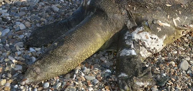 Ölü Nil kaplumbağası sahile vurdu! Boyutu herkesi şaşırttı