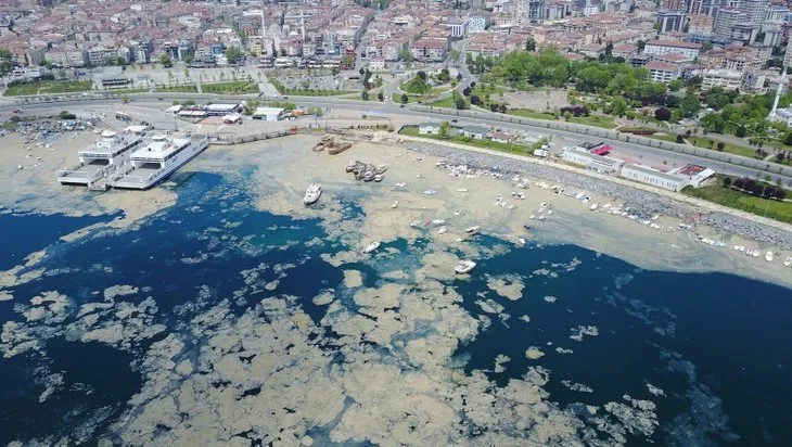 Salya belası Marmara’yı esir aldı! Uzmanlardan dikkat çeken uyarı: 5 yılda temizlenebilir