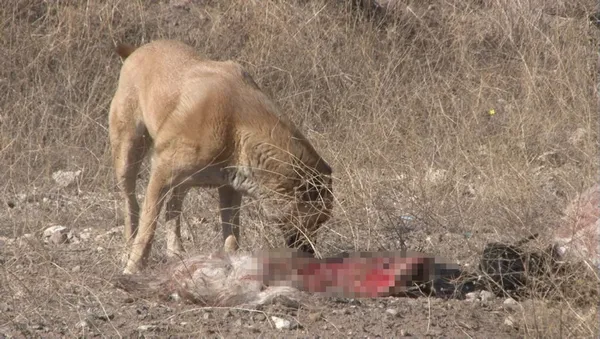 Başkent'te başıboş köpek vahşeti! 50’den fazla küçükbaş hayvanı telef etti! Sürü sahibi isyan etti - 6
