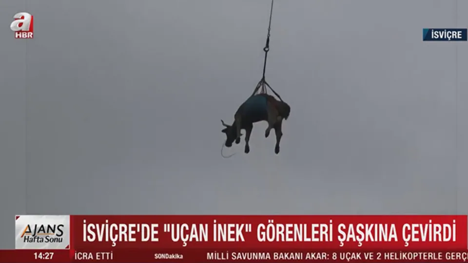 İsviçre’de yaralı ineklerin helikopter yolculuğu