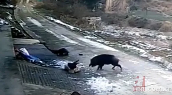 Bilecik’te 220 kiloluk dev domuz avcıya saldırdı! O anlar kamerada 15