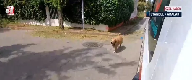 İstanbul’da yürekleri ısıtan görüntüler! Köpek ambulansı hastaneye kadar takip etti - 2