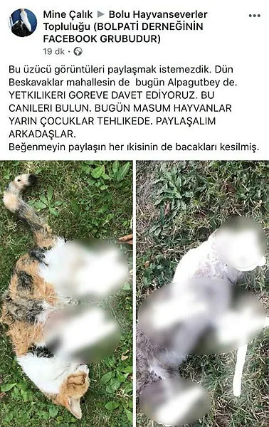 Bolu’da dehşet! İki kedi katledildi - 1