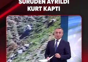 SÜRÜDEN AYRILDI KURT KAPTI