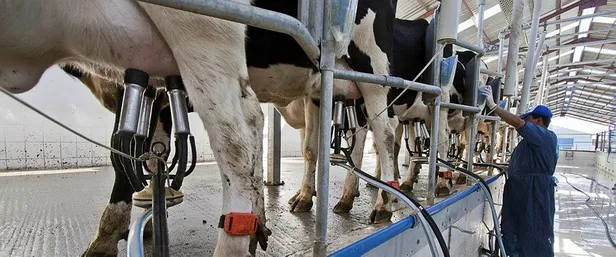 Çiğ süt zammı son dakika: Ulusal Süt Konseyi 2021 çiğ süt fiyatı ne kadar, kaç TL oldu? Ne zaman geçerli olacak?