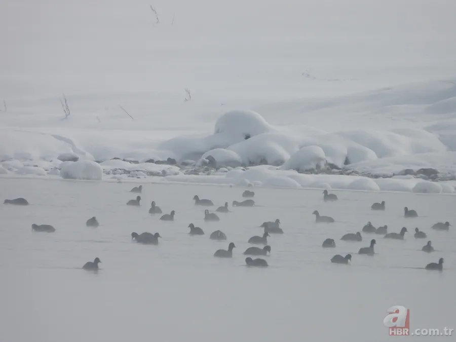 Kaz Gölü'nde kuşlar görenleri mest etti! 3