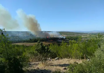 İzmir Bergama'da orman yangını: Çok sayıda ekip olay yerinde