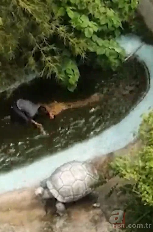 Dev timsah hayatını karartıyordu 🐊 Selfie çekmek için maket sandığı timsahın yanına girdi dehşeti yaşadı