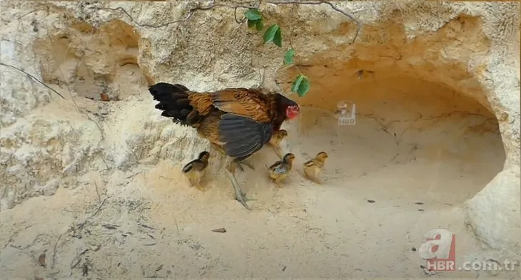 Piton tavuk yuvasına saldırdı! 🐍Yavrularını korumak için canını siper etti 🐔 Belgeselleri aratmayan görüntü