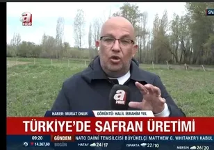 Safran hangi iklim koşullarında yetişiyor?