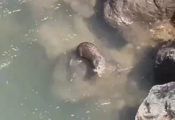 Nesli tükenme tehlikesinde olan su samuru Dicle Nehri’nde görüntülendi! Balığı böyle avlayıp yedi