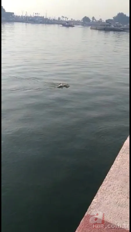 Oltasına takıldı! Neye uğradığını şaşırdı 1