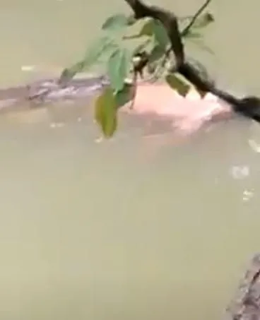 Dev timsah nehirde yüzen adamı parçaladı! Serinlemek için girdiği yerde feci şekilde can verdi | Allah ölümün bile hayırlısını versin