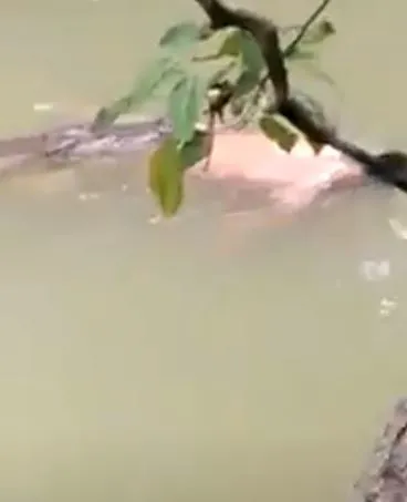 Engelli çocuğunu timsahlara attı!