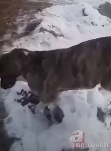 Görüntüler Türkiye'den! Kirpikleri ve sakalı soğuktan dondu 16