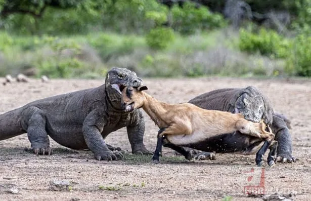 Vahşi doğadan inanılmaz görüntüler 18