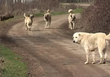 Başıboş köpekler Sivas'ta dehşet saçtı! Daha kaç can yanacak?