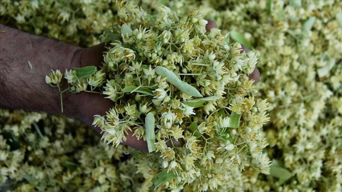 Kışın şifası: Ihlamurun 7 mucizevi faydası